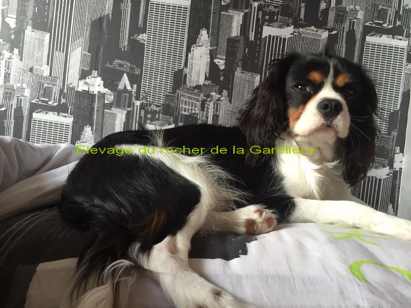 Cavalier King Charles : L'olaf du rocher de la Garelire